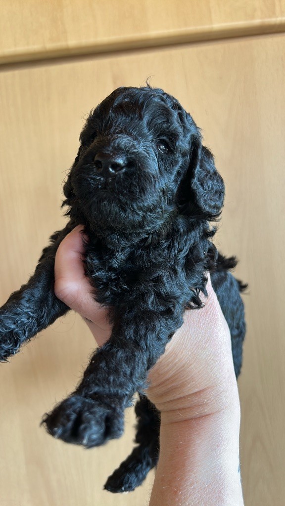Chiot disponible 