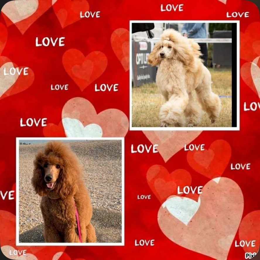 Grand caniche fauve attendu 
