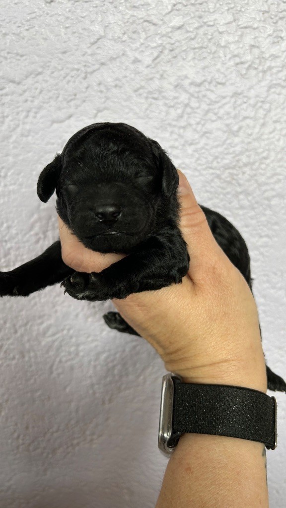 Chiot disponible 