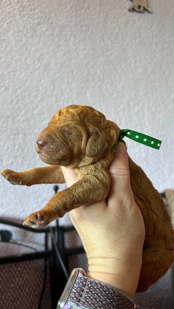 Kasa Give 'n' Kiss - Chiots disponibles - Caniche