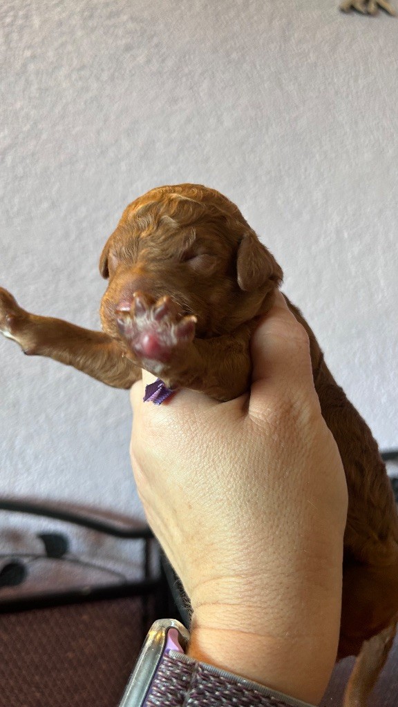 Kasa Give 'n' Kiss - Chiots disponibles - Caniche