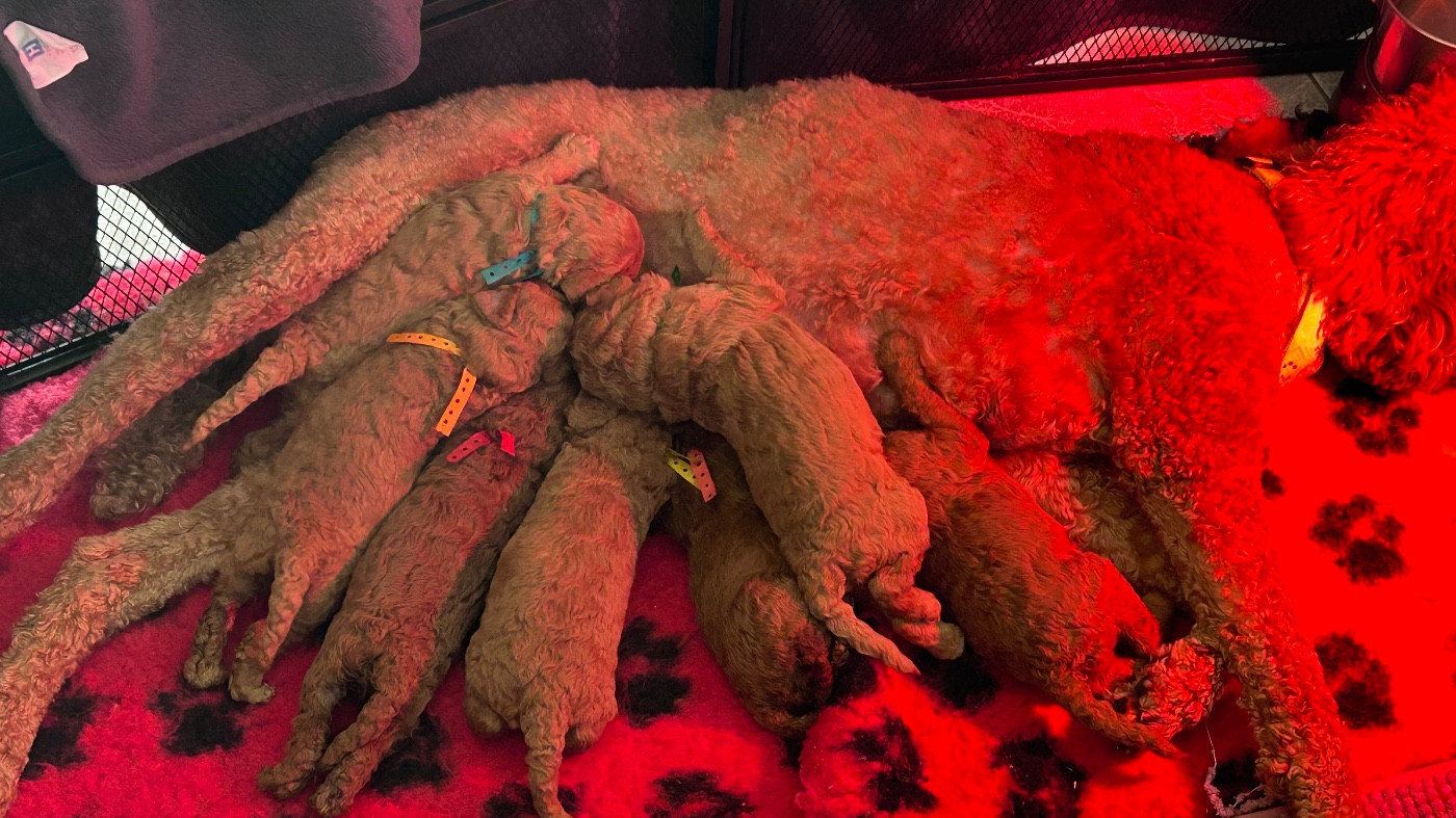 Chiot Caniche Kasa Give 'n' Kiss