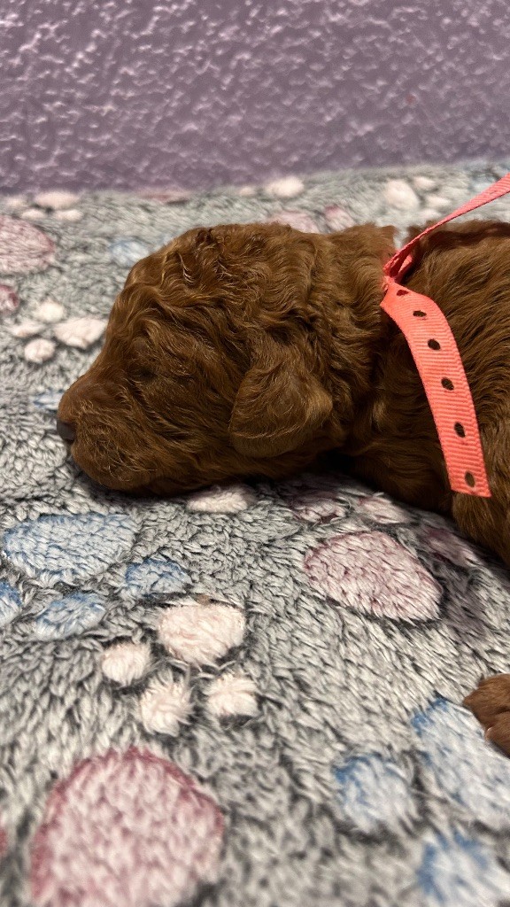 Kasa Give 'n' Kiss - Chiots disponibles - Caniche