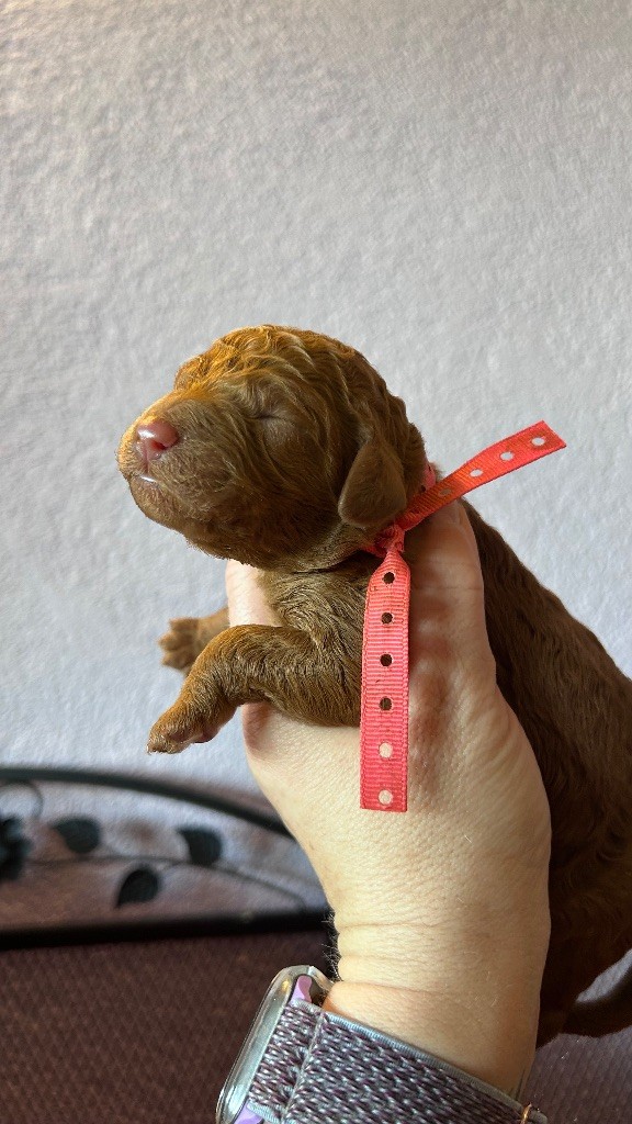 Kasa Give 'n' Kiss - Chiots disponibles - Caniche