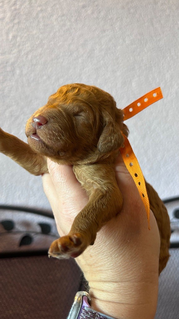 Kasa Give 'n' Kiss - Chiots disponibles - Caniche