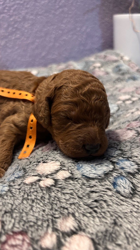 Kasa Give 'n' Kiss - Chiots disponibles - Caniche