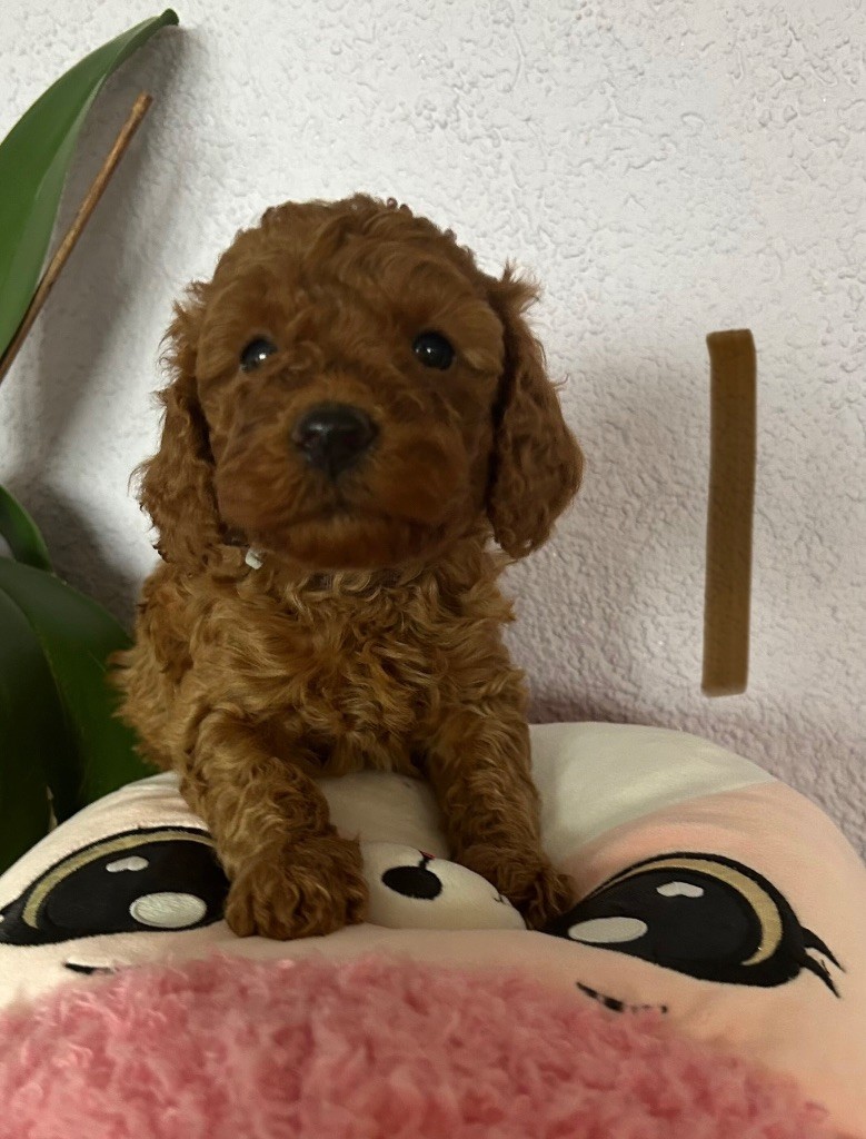 Kasa Give 'n' Kiss - Chiots disponibles - Caniche