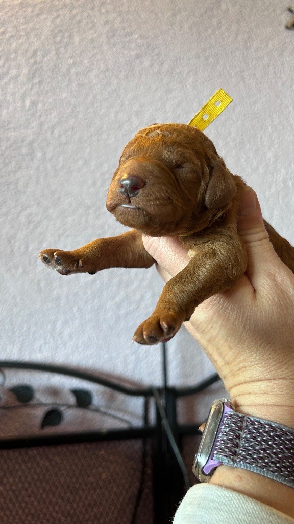 Kasa Give 'n' Kiss - Chiots disponibles - Caniche