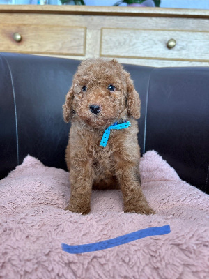 CHIOT 1