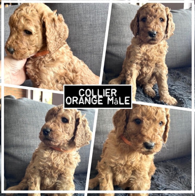 CHIOT collier orange