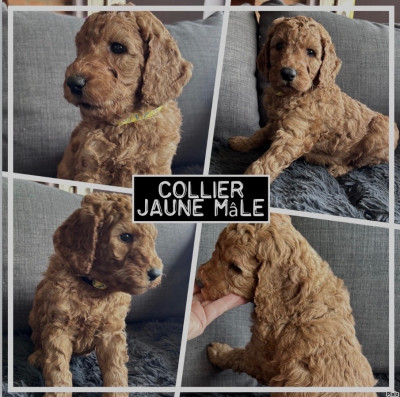 CHIOT collier jaune