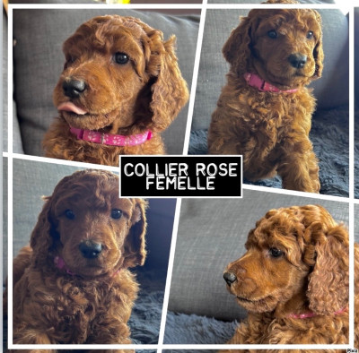 CHIOT collier rose