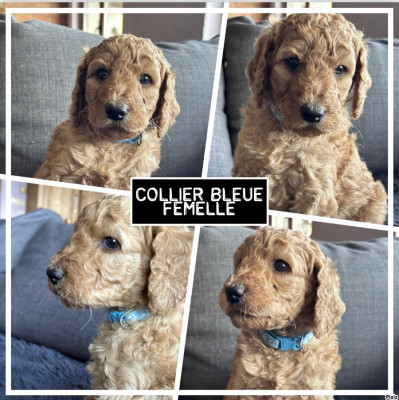 CHIOT collier bleu ciel