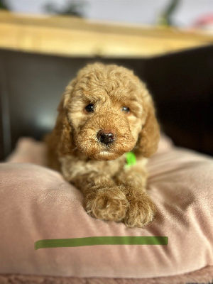 CHIOT 2