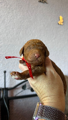 CHIOT collier rouge