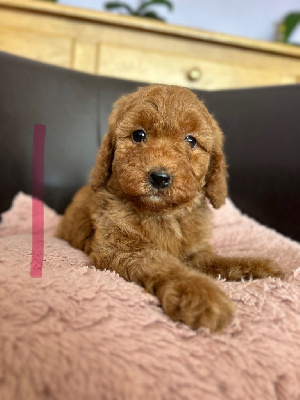 CHIOT 3