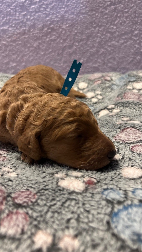 Kasa Give 'n' Kiss - Chiots disponibles - Caniche