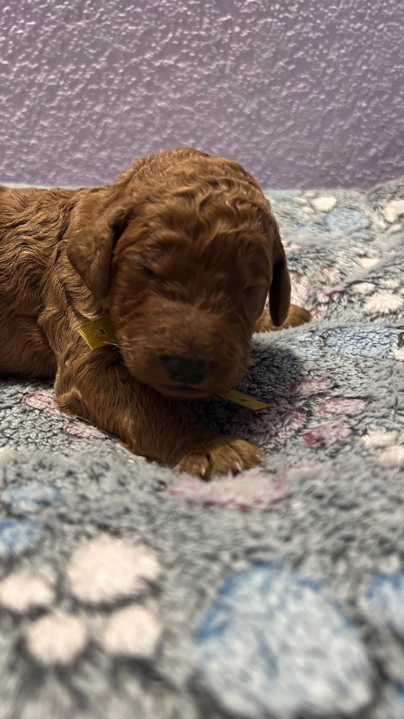 Kasa Give 'n' Kiss - Chiots disponibles - Caniche