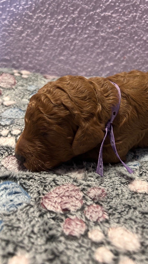 Kasa Give 'n' Kiss - Chiots disponibles - Caniche