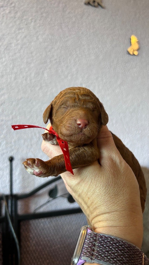 Kasa Give 'n' Kiss - Chiots disponibles - Caniche