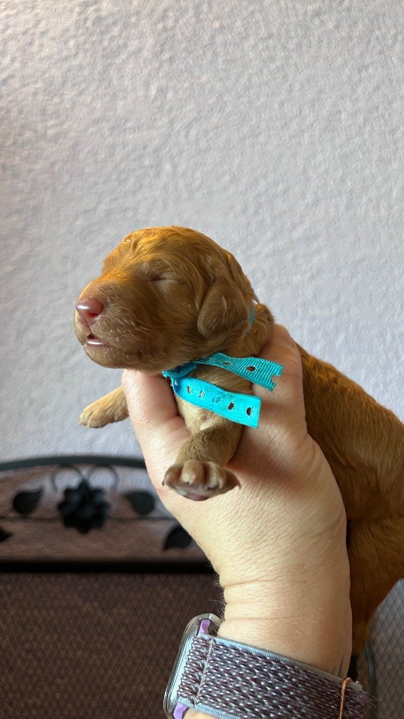 Kasa Give 'n' Kiss - Chiots disponibles - Caniche
