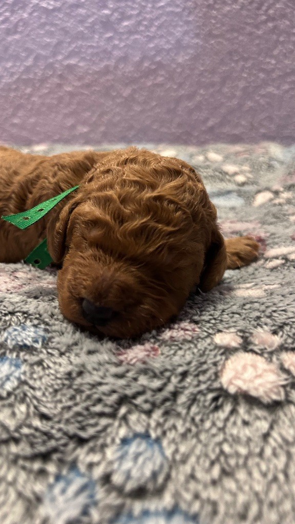 Kasa Give 'n' Kiss - Chiots disponibles - Caniche