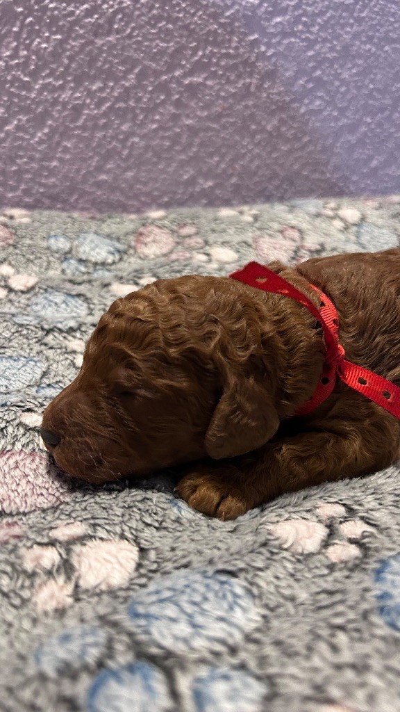 Kasa Give 'n' Kiss - Chiots disponibles - Caniche